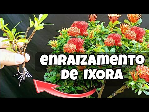 Como fazer MUDAS de IXORA Por estaca enraizamento mais fácil - YouTube