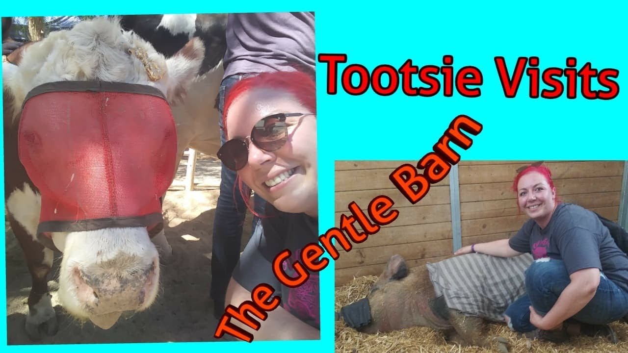 The Gentle Barn Rescue Farm Near Los Angeles Ellen Degeneres