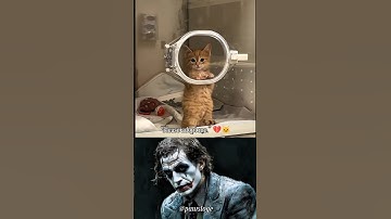 A Cat’s Silent Plea: “Please Adopt Me…” ❤️‍🩹