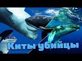 Вот Почему Все Киты Боятся Косатки. Морские животные. Киты убийцы