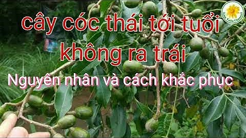 cây cóc thái không ra hoa? nguyên nhân và cách khắc phục. @lamvuonchannel8300