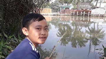 Thử câu cá mè vinh bằng rau ngò rí và cái kết | Nắng và gió miền tây