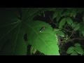 2013山川ほたる火 まつり試撮