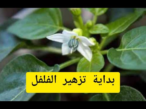 فيديو: كم عدد الفلفل التي ينتجها النبات؟