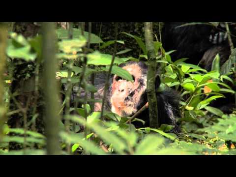 Chimpanzee - Kristin Mosher "What Inspires You" Video