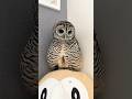 三角からのねじれ　#フクロウ #owl #shorts