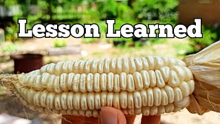 Don't Make This Mistake Growing Corn