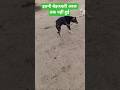 इतनी बेइज्जती आज तक नहीं हुई #straydogs #animalcare #dogrescue #trending #viral