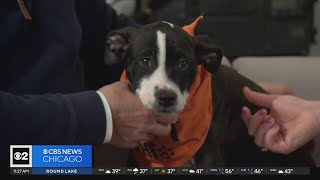 Anderson Humane in the Pet Rescue Spotlight