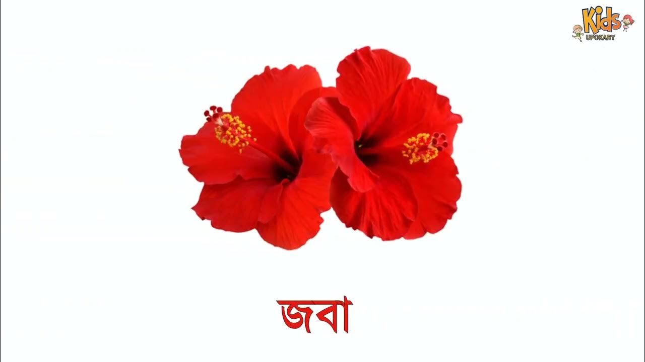 বাংলায় ফুলের নাম Bangla flower name। ফুলের নাম । বাংলা ভিডিও ছবিসহ