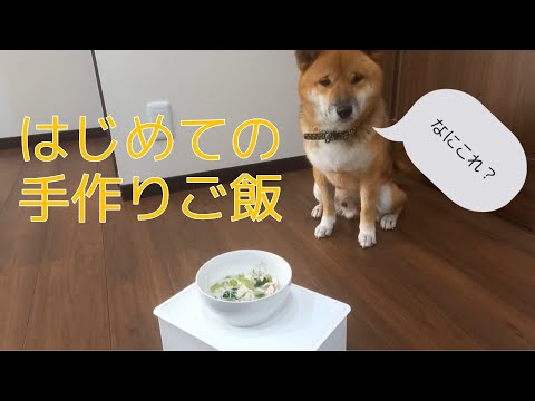 【手作りご飯】超～簡単犬の手作りご飯第１段　ささみうどん！！　(しゃべる犬)