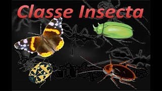 Class Insecta: Characteristics, Orders, Social Insects