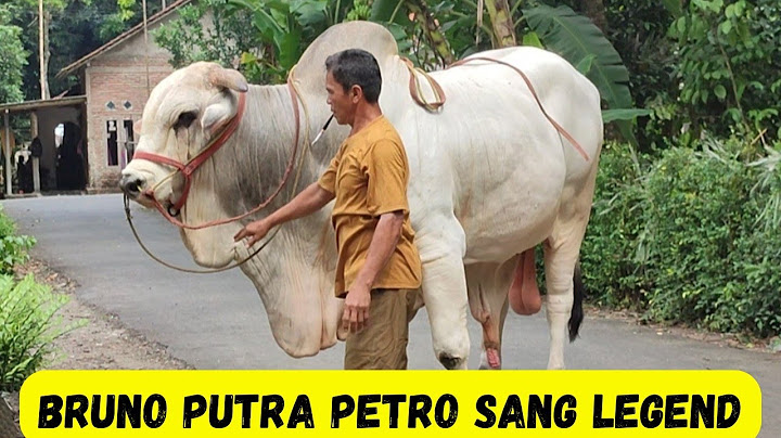 Bruno Sang Monster Terakhir Penerus Petro Sang Legend|Sapi PO Kebumen