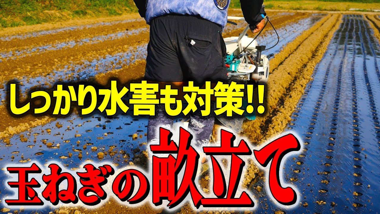 玉ねぎ畑 玉ねぎ畑。 #ヒサミツセンター