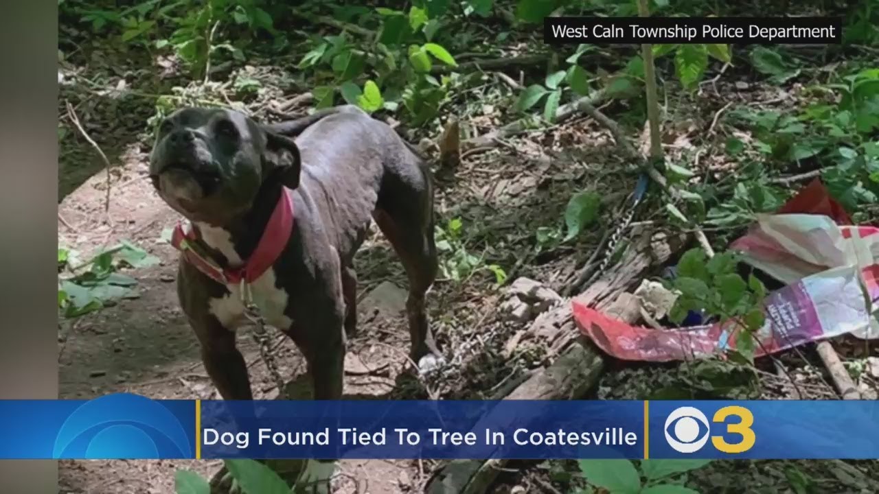 Dog Found Tied To Tree In Coatesville: Police - YouTube