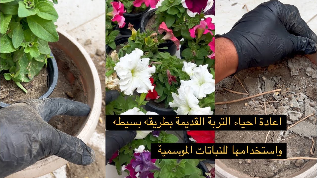 اعادة استخدام التربه المستخدمة القديمة بطريقة فعاله وزراعة النباتات الموسمية