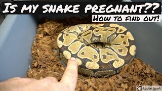 Famous IS YOUR SNAKE GRAVID? HOW TO FIND OUT!!! RCR Wealth
