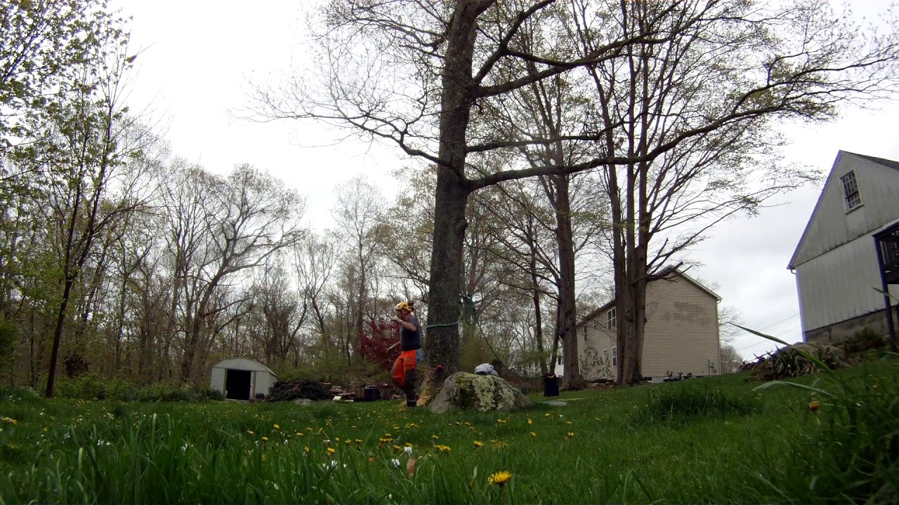 Felling a Red Oak leaning towards the house - YouTube