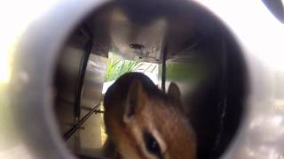 Vector (Victor) Rat Trap used on a Chipmunk Guide