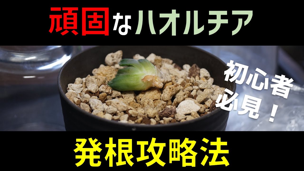 動きのないハオルチアを発根させる方法♪【多肉植物ハオルシアの簡単な育て方！】