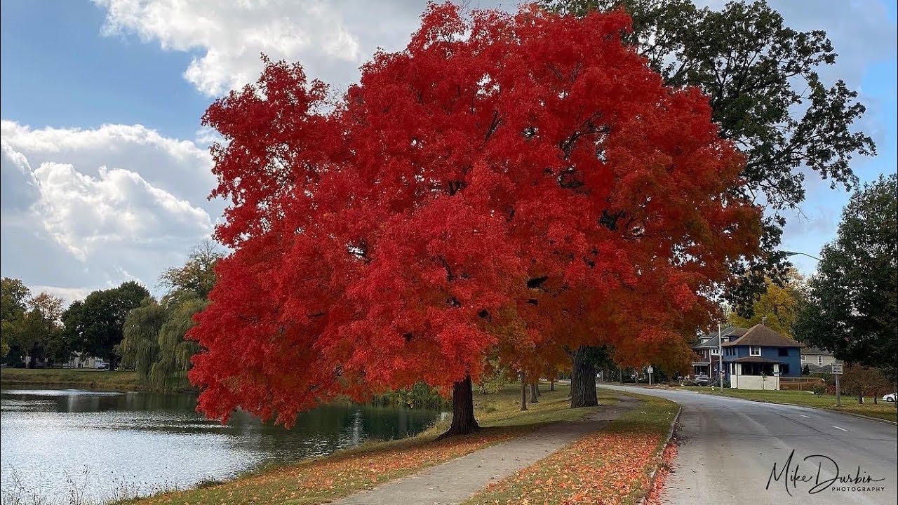 Lake Avenue Maple tree and Headwaters Park Fall Colors