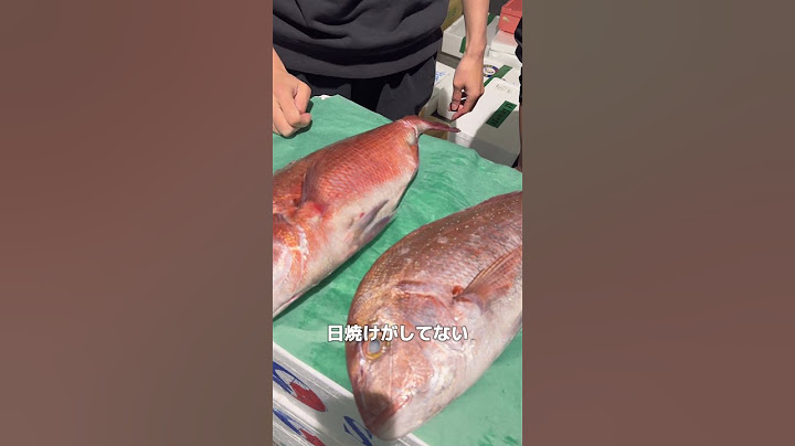 新人くん、マダイの養殖と天然を見分けられるかな？#魚屋 #魚 #旬 #仕入れ #ふりうり #マダイ