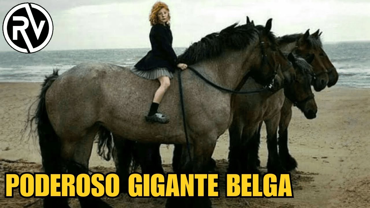 Caballo Belga de Tiro | Raza Brabante