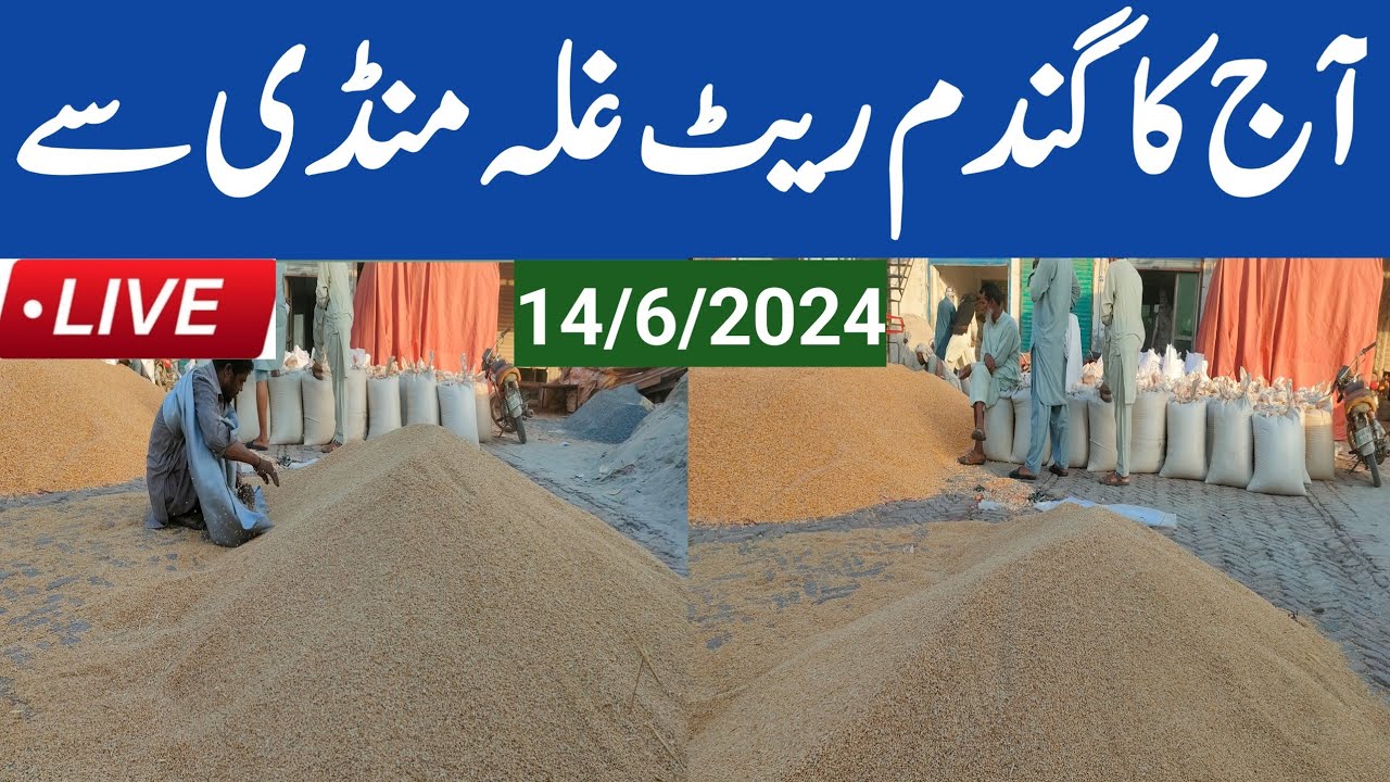Gandam Rate today update| Wheat rate today| Galla Mandi Wheat price ...