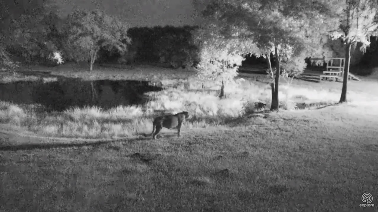 leopard print Walk & Talk featuring Cameron Lion. You can hear him before you can see him.
