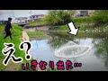住宅街の水路に投網ぶち込んだらスゴかった…