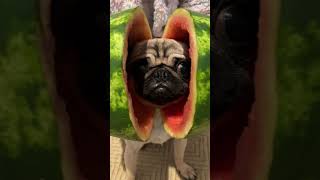 Pug Dog Emerges From a Watermelon Head Cover