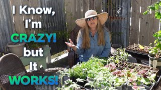 Hardening Off Seedlings, An Easier Way