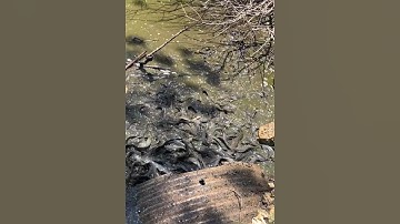 Đàn cá trê khổng lồ tìm cách chui vào ống nước #cacconvat #docla #fishing