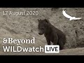 WILDwatch Live | 17 August, 2020 | Morning Safari |