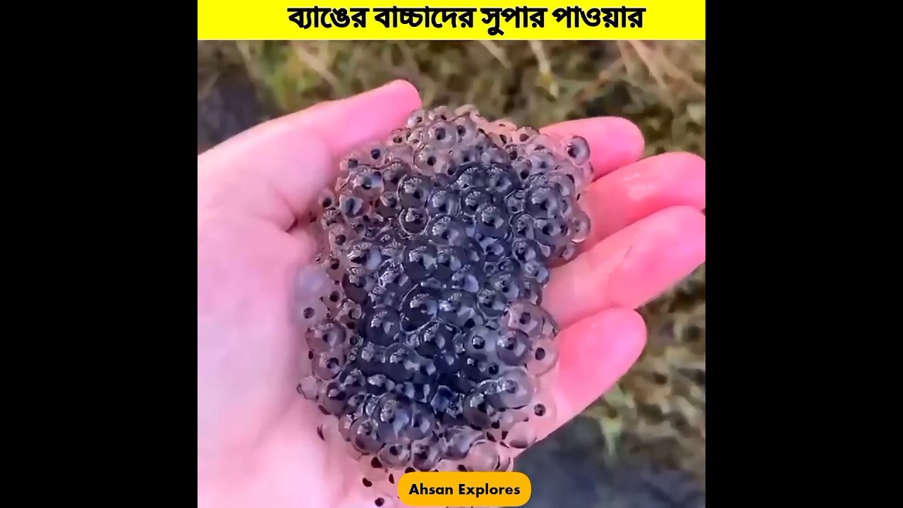 Baby Frog's trap and Defence System 😲