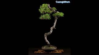 Top Cây Bonsai Đẹp Trên Thế Giới.