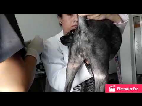 Video: Anomalías Vaginales En Perros