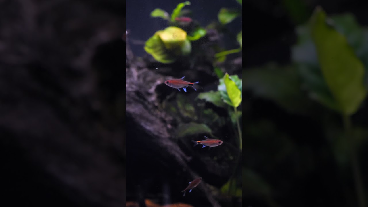 Ruby tetras 💗 