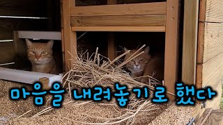 The cats in the chicken house might cause something scary to happen...