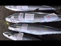 What an Amazing Spanish Mackerel cleaning Filleting