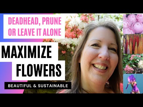 Vídeo: Deve você Deadhead Hollyhocks - Aprenda sobre a remoção de flores de malva gastas