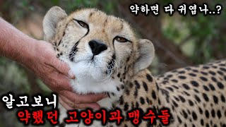 강한줄 알았는데 약체였던 고양이과 맹수들