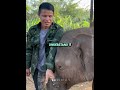 "This Baby elephant loves water too much"😱🥳#shortsfeed #pets #edit