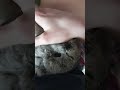 #yutubeshorts #cute #cuterabbit #rabbit #babydoll #dominicfike #mycuterabbit #subscribe