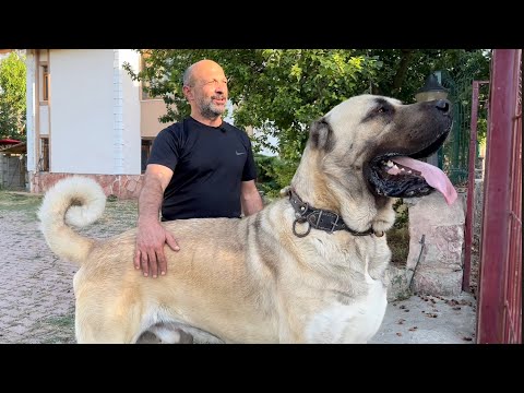 OHAAA ! BU NASIL BİR KÖPEK ? GÖZLERİMİZE İNANAMADIK ! Efsane TULGA