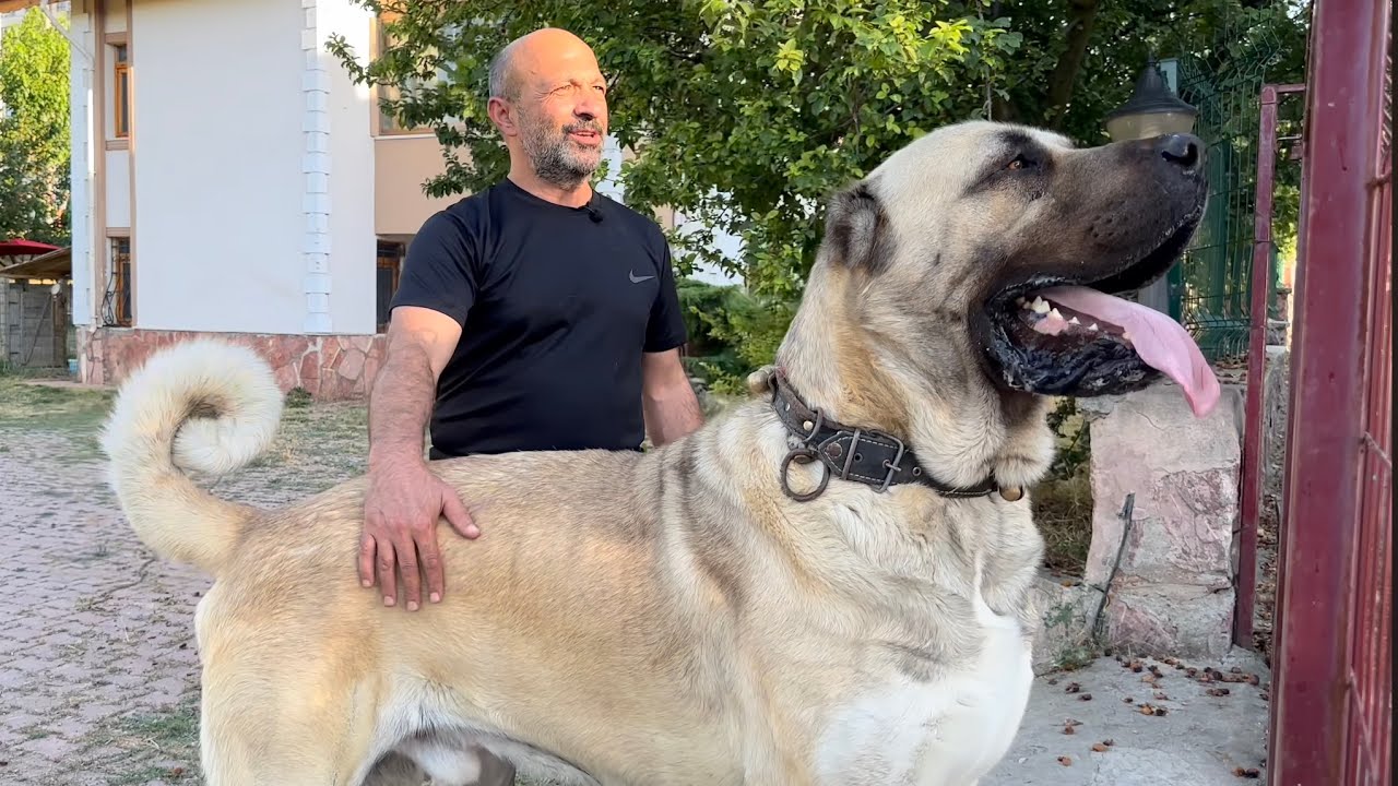 КАК ЭТА СОБАКА? Роскошная вилла «Турецкий лев охраняет»