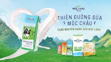 THIÊN ĐƯỜNG SỮA MỘC CHÂU - THẢO NGUYÊN XANH, SỮA MÁT LÀNH