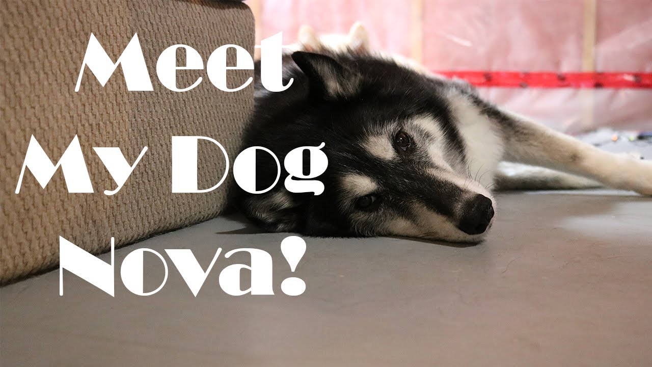 ALL ABOUT MY DOG – Meet Nova - YouTube