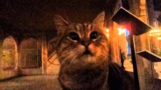 Ayasofya Cami̇si̇ & Gli̇