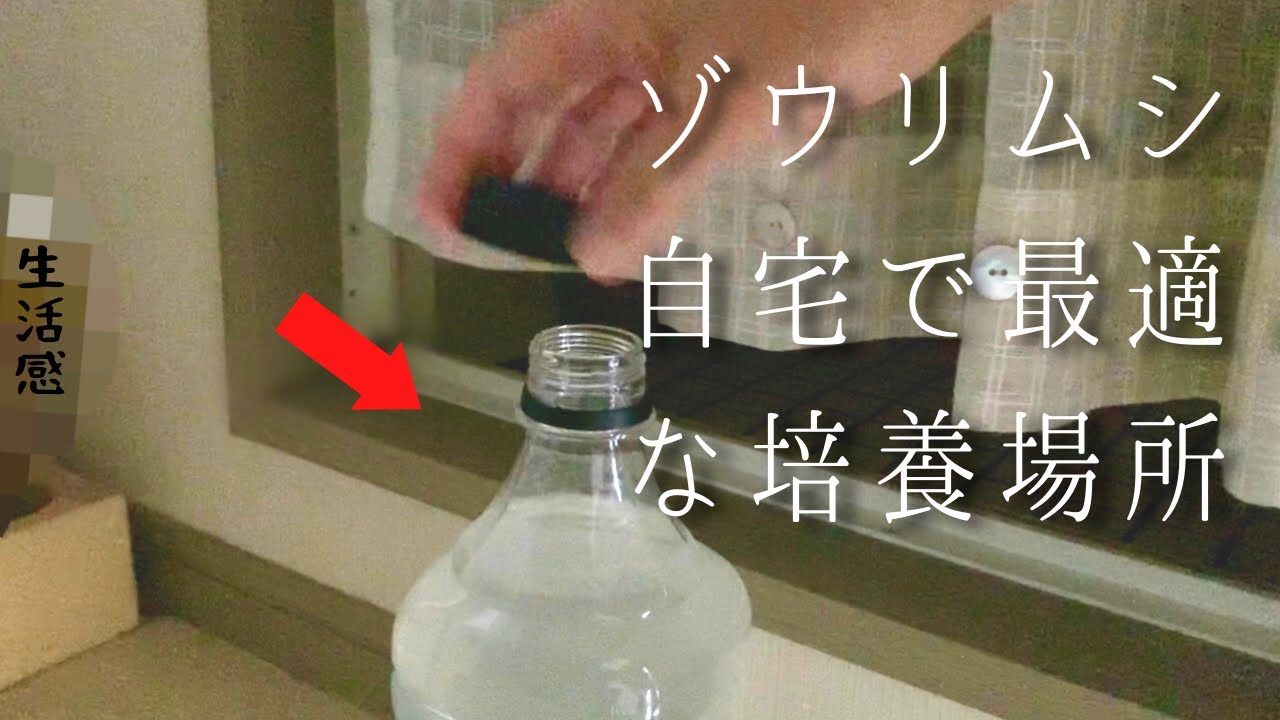 自家製ゾウリムシ培養 お手軽少量カンタン培養方法 - YouTube